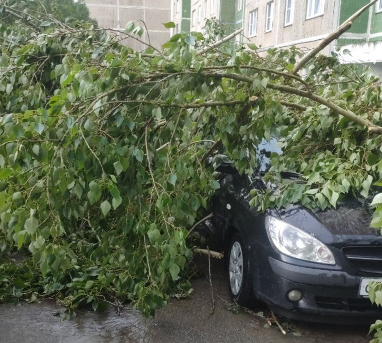 Деревья упали на припаркованные автомобили