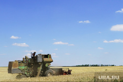 Донецкая область,Новоазовский район,уборка урожая на уцелевшем после артобстрелов,поле пшеницы. Животноводческое хозяйство в Новоазовском районе,Донецкой области., поле, комбайн, пшеница, урожай, зерно