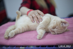 Выставка кошек. Пермь, домашний питомец, выставка кошек