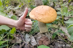 Гриб. Челябинск, лес, гриб, природа, подосиновик