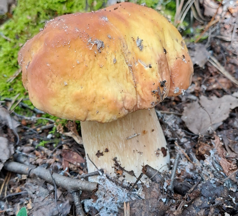 На фотографии один из собранных белых грибов