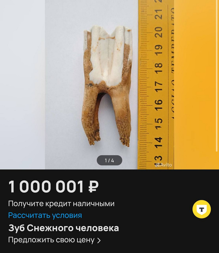 Длина зуба «снежного человека» — шесть сантиметров