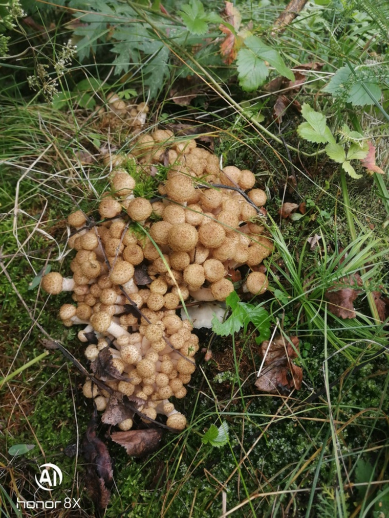 Опята найдены в лесах под Миассом