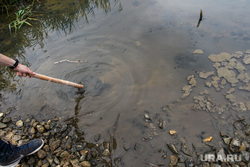 Озеро Здохня и шламонакопитель МУП "Водоканал". Екатеринбург, грязная вода, загрязнение окружающей среды, экология