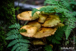 Грибы Юго-Западного лесопарка. Екатеринбург , грибы, несъедобный гриб, чешуйчатка