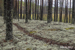 Грибная пора. Чердыньский район, лес, осенний лес, природа, грибы в лесу, осень в лесу