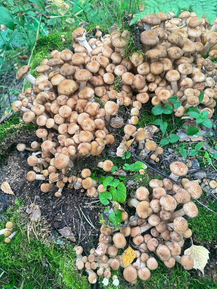 Опята нашли на Каменском тракте