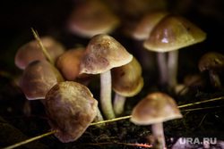 Грибы Харитоновского парка. Екатеринбург , лес, грибы, лето, опята, природа