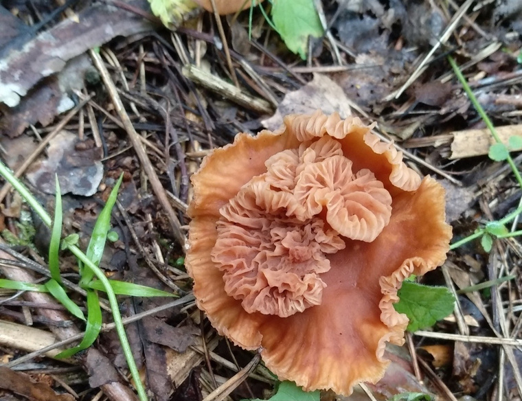 Лаковица большая (Laccaria proxima) растет в лесах с хвойными и лиственными деревьями.