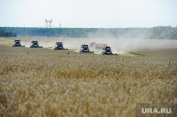 Дубровский и пшеница Челябинск, поле, комбайн, пшеница, урожай