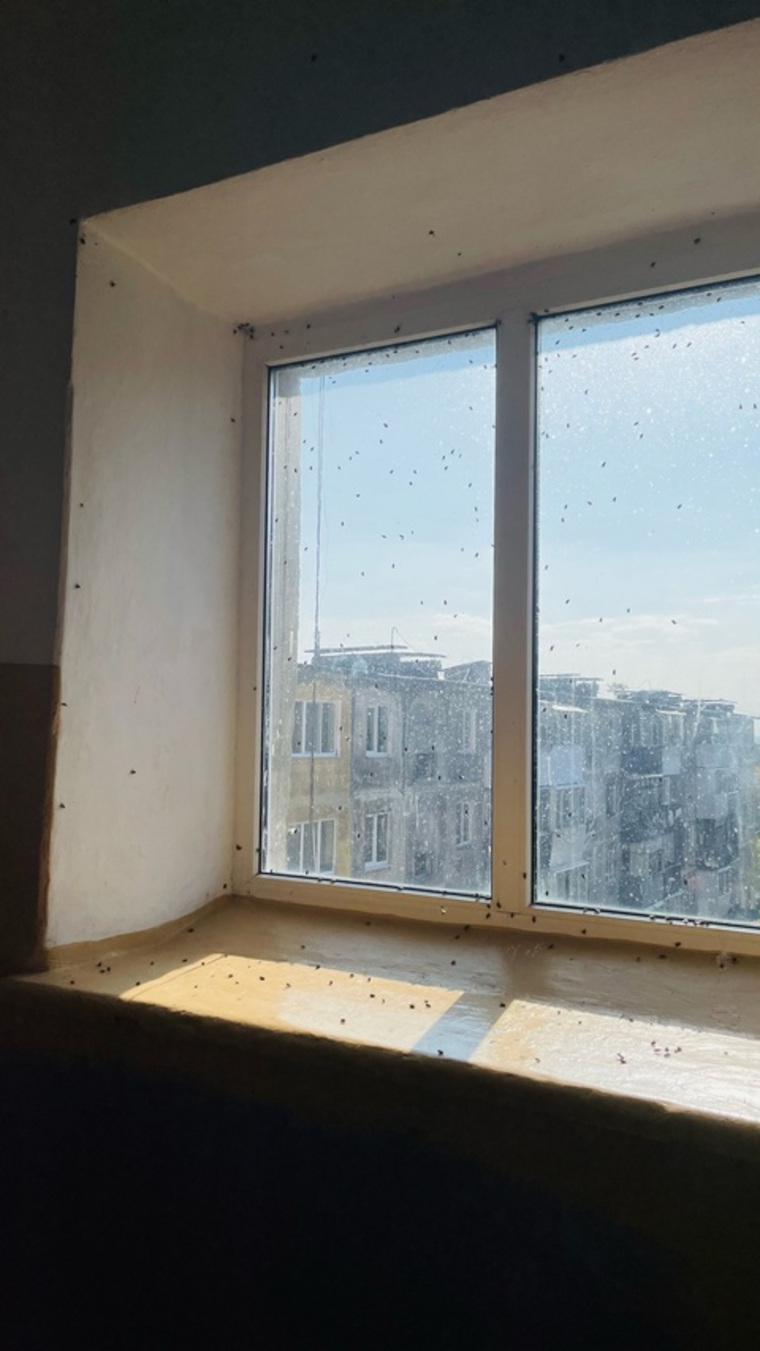 Мухи тянутся к солнечному свету в окнах