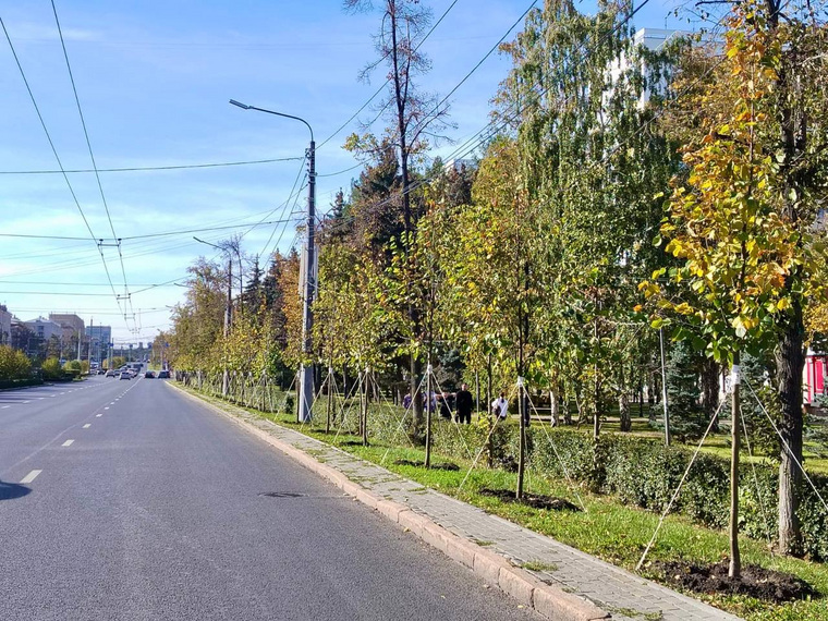 Деревья высажены от улицы Лесопарковой до Цвиллинга по проспекту Ленина