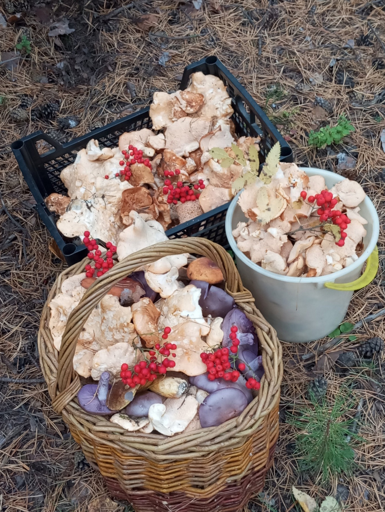 Свердловчанки собрали несколько ведер грибов
