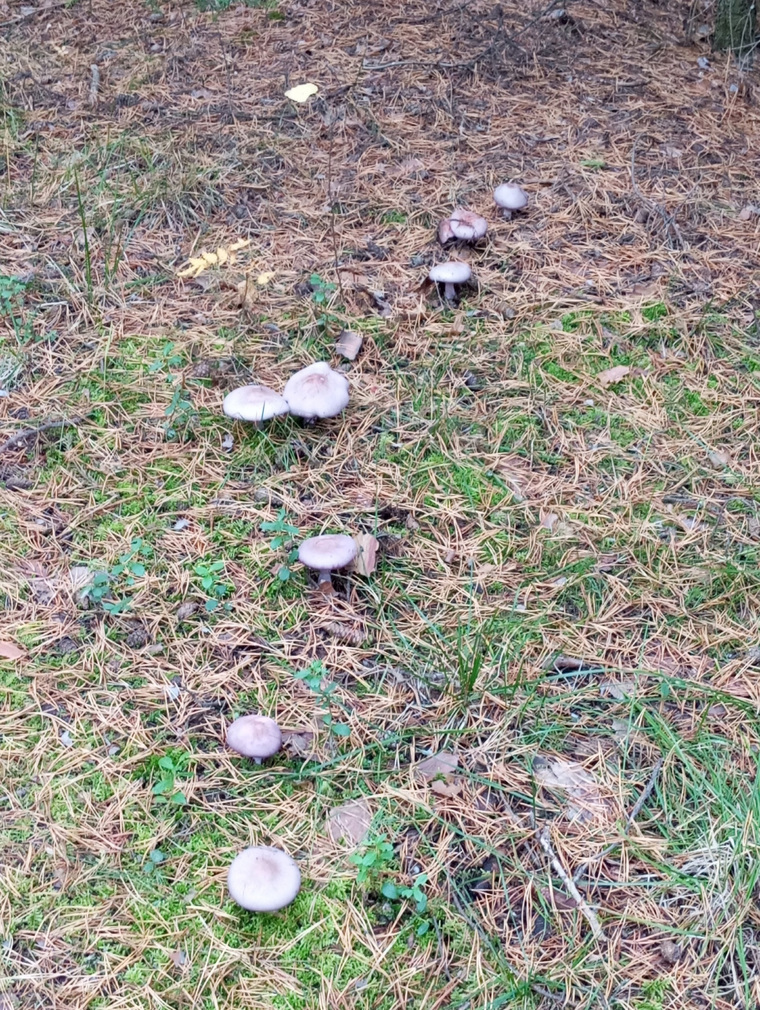 Грибники обнаружили фиолетовые рядовки в лесах Первоуральска