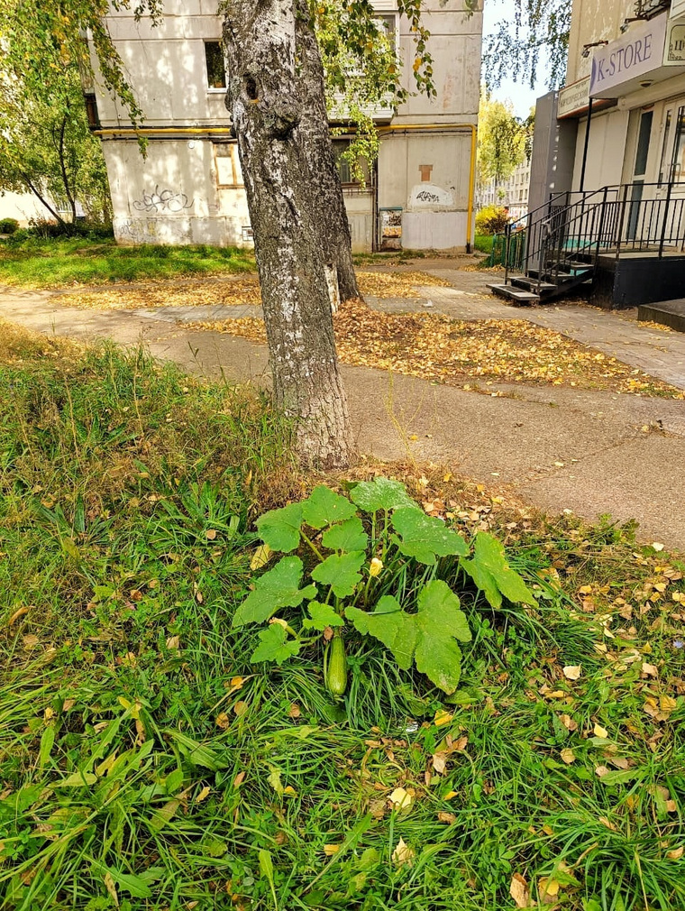 Сам по себе вырос кабачок посреди города