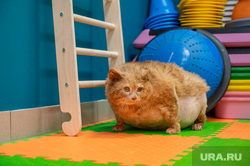 Кот Крошик. Пермь, кот, толстый, крошик, жирный, ветеринарная клиника