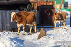 Поселок Новоянгелька. (Агаповский район). Челябинская область, коровы, животноводство, деревенская жизнь