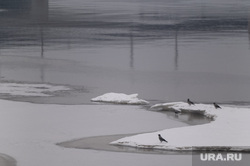 Обзорная по городу. Пермь , зима, птицы, оттепель, водоем, река кама, весна, таяние льда, птицы у реки