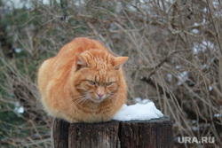 Чехия, Прага, разное, рыжий кот