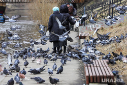 Городские зарисовки. Екатеринбург, птицы, голуби
