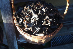 Черные лисички (Вороночник рожковидный). Stock