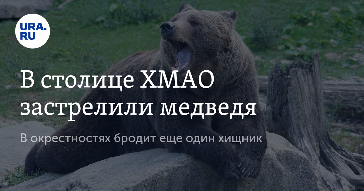 Медведь миац югра страница. Медведь в ханты-мансийске. Миац ханты. Медведь мутант хмао. Карта ханты-мансийского автономного.