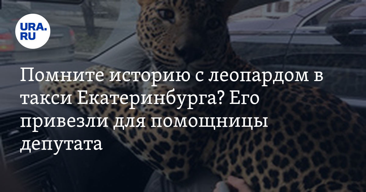 Леопард прокатился на такси по центру Екатеринбурга - захватывающая история Леопард прокатился на такси по центру Екатеринбурга - захватывающая история