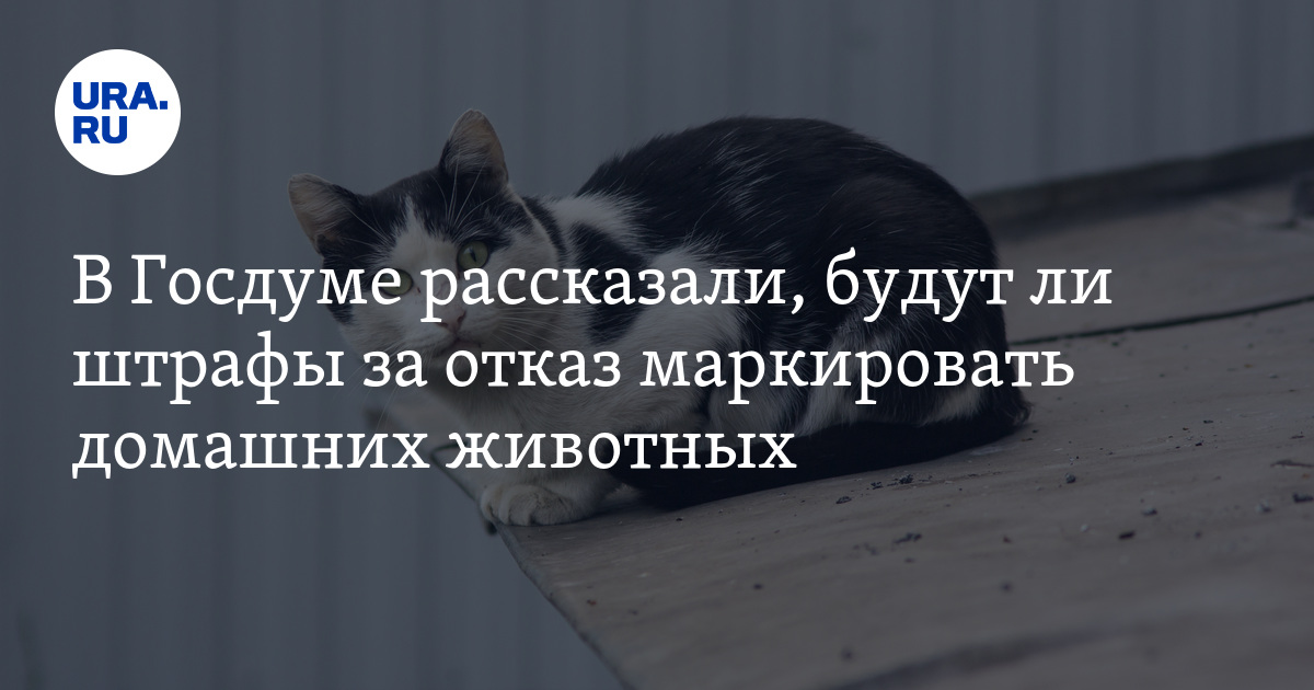 Депутат бурматов заявил о планах обязать россиян маркировать домашних животных