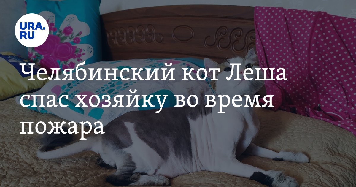 Леша котик по французски