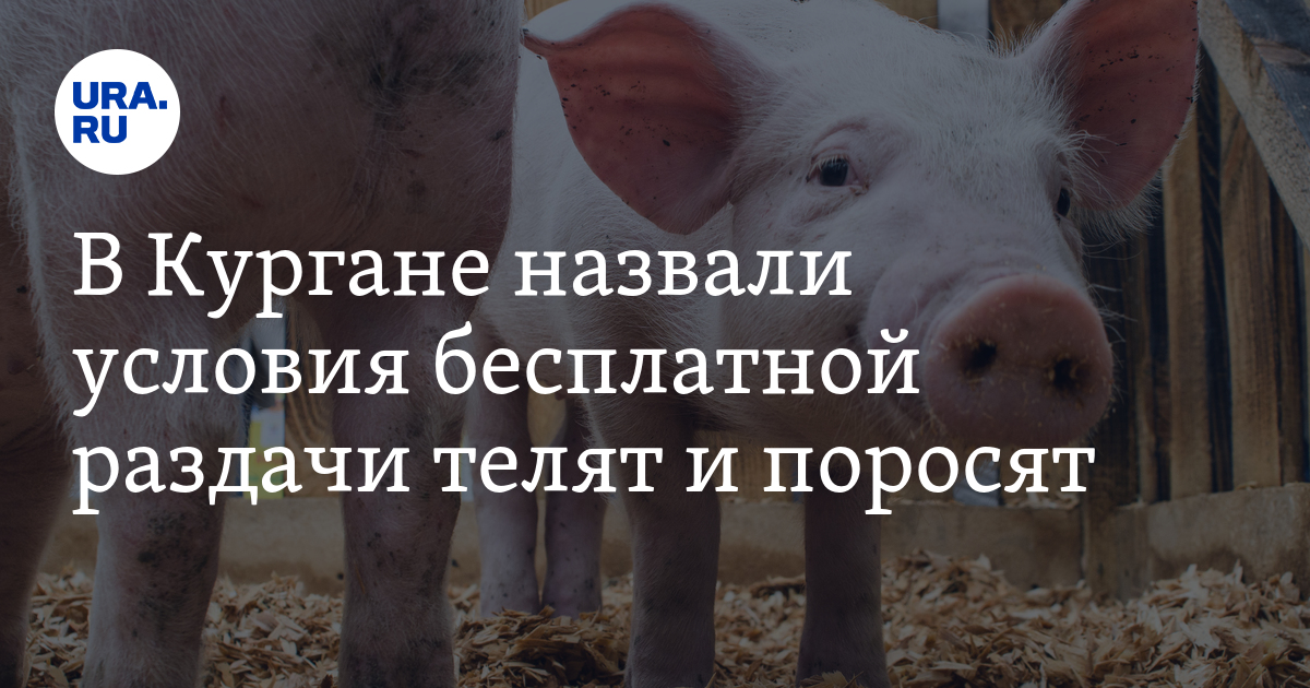 Продажа Поросят В Алтайском