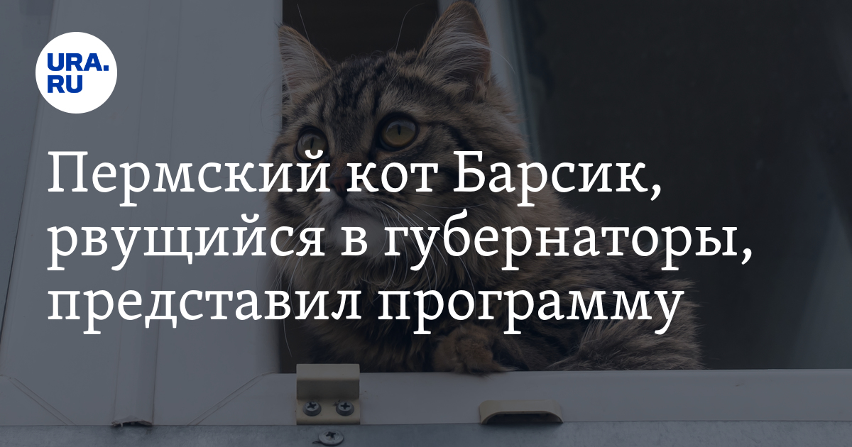 Футболист барсик по прозвищу. Пермский кот. Барсик кандидат. Котик бизнесмен. Барсик депутат кот.