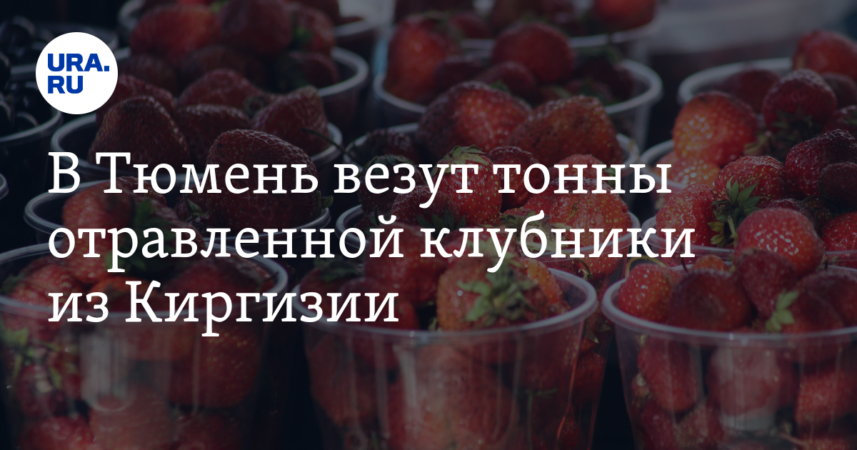 «Слаще, чем обычно». Байкальская клубника появилась на рынке в Иркутске — смотрим цены и кайфуем