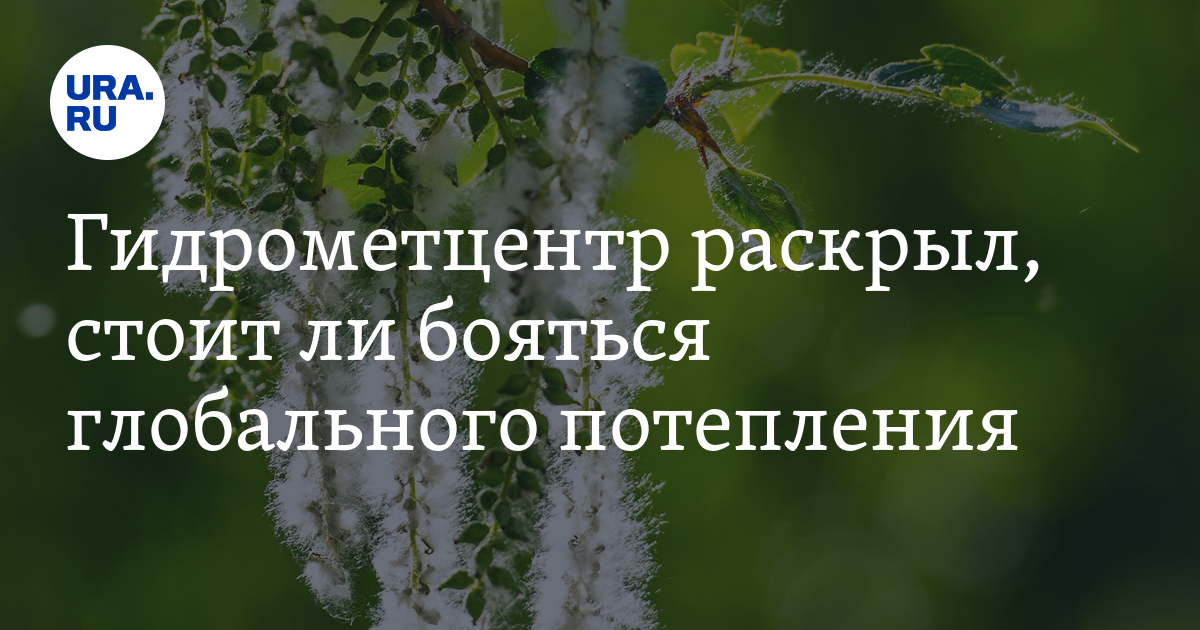 Гренландия подо льдом. Исхудавший белый медведь. Бояться глобального потепления на земле не стоит. Северный полюс северный ледовитый океан. Белый медведь wwf.