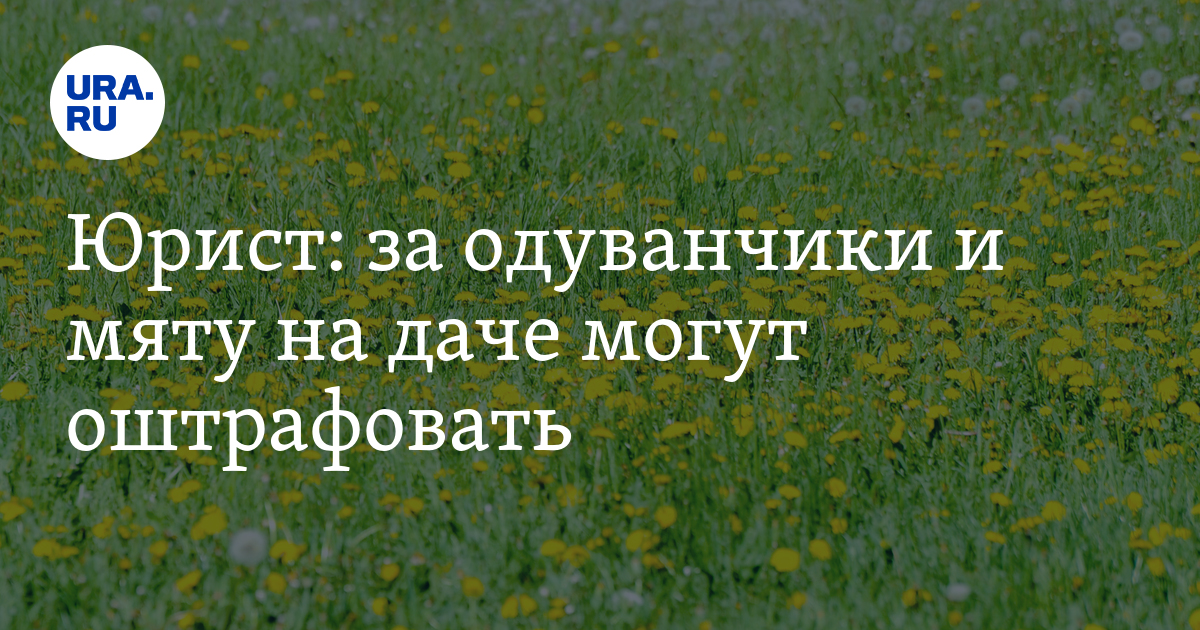 Штраф за мяту на участке дачникам 2024. Запретили одуванчики и мяту на дачах. Закон о одуванчиках для дачников. Штраф за сорняки на участке. Штраф за мяту.