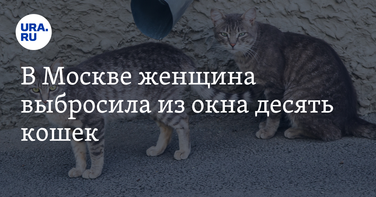 Текст песни 10 кошек. Женщина выбрасывает животное. Оля и десять кошек.