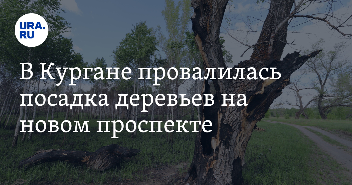 В Кургане провалилась посадка деревьев на новом проспекте - Vimarsana News