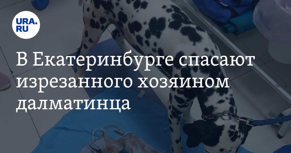 В Екатеринбурге спасают изрезанного хозяином далматинца - Vimarsana News