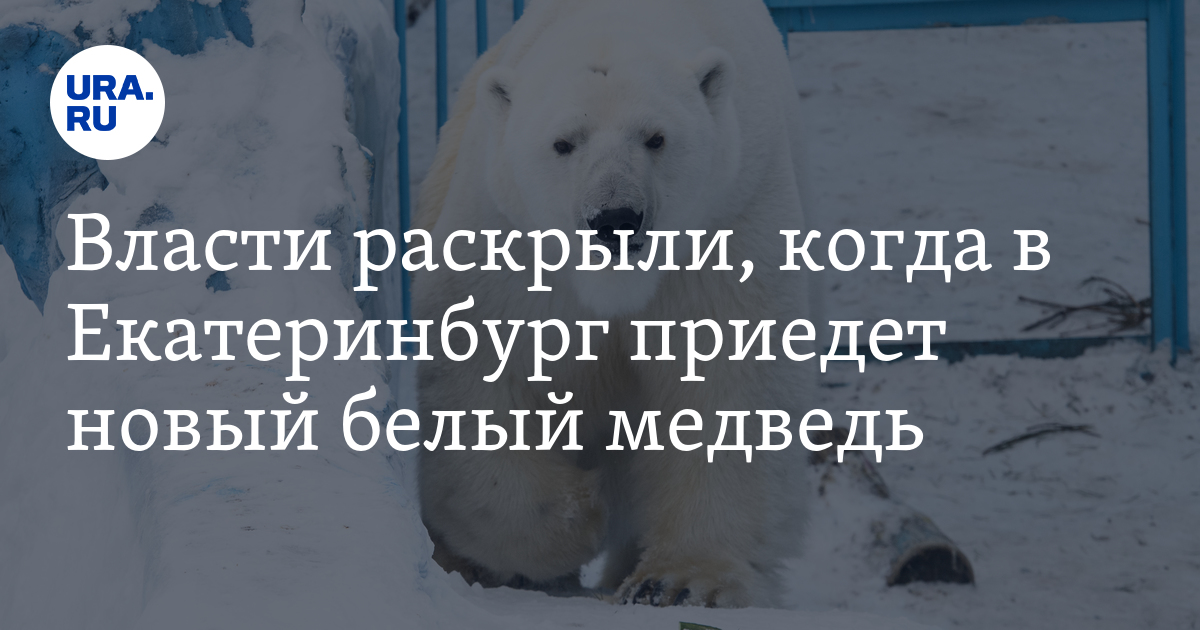 Власти раскрыли, когда в Екатеринбург приедет новый белый медведь - Vimarsana News