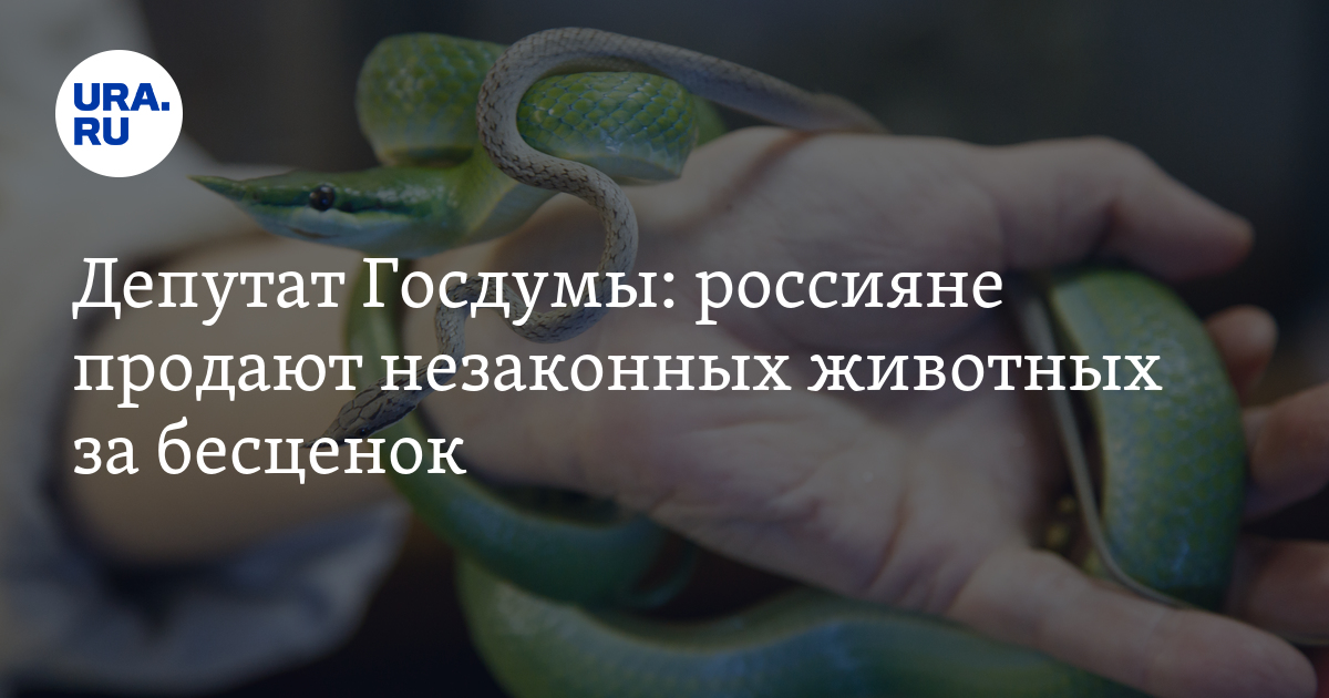 Депутат бурматов заявил о планах обязать россиян маркировать домашних животных