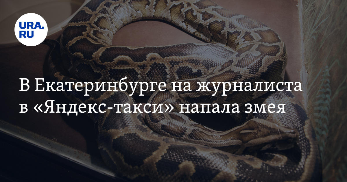 В Екатеринбурге на журналиста в Яндекс-такси напала змея - Vimarsana News