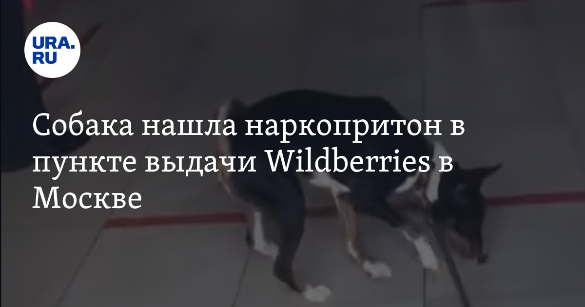 Собака нашла наркопритон в пункте выдачи Wildberries в Москве - Vimarsana News