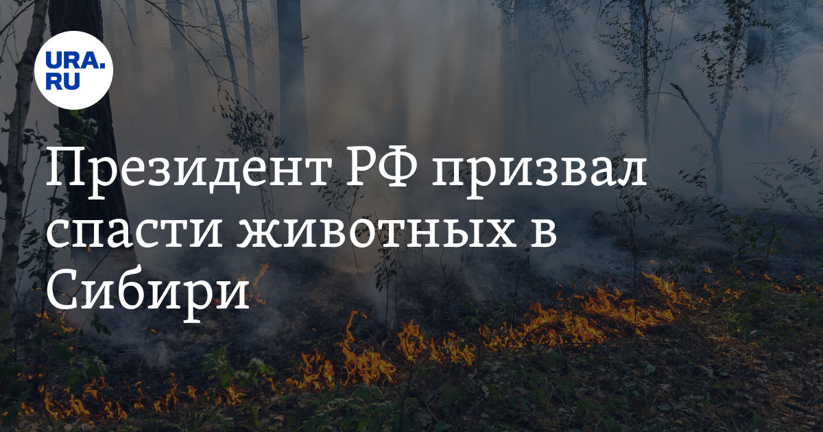 Президент РФ призвал спасти животных в Сибири - Vimarsana News