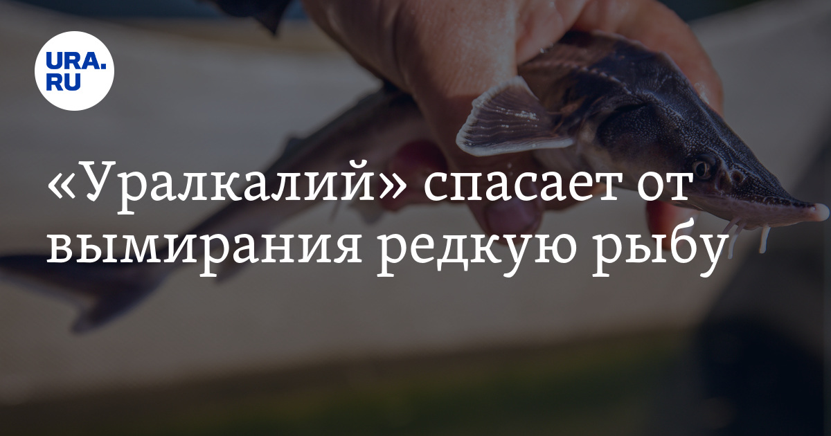 «Уралкалий» спасает от вымирания редкую рыбу - Vimarsana News