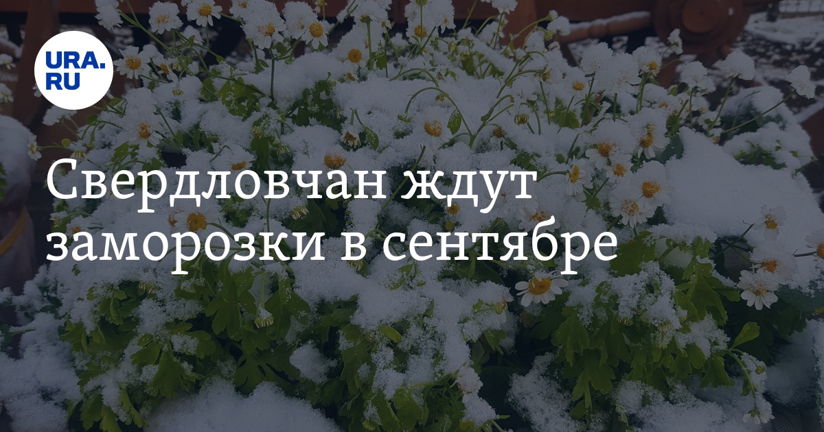 Свердловчан ждут заморозки в сентябре - Vimarsana News