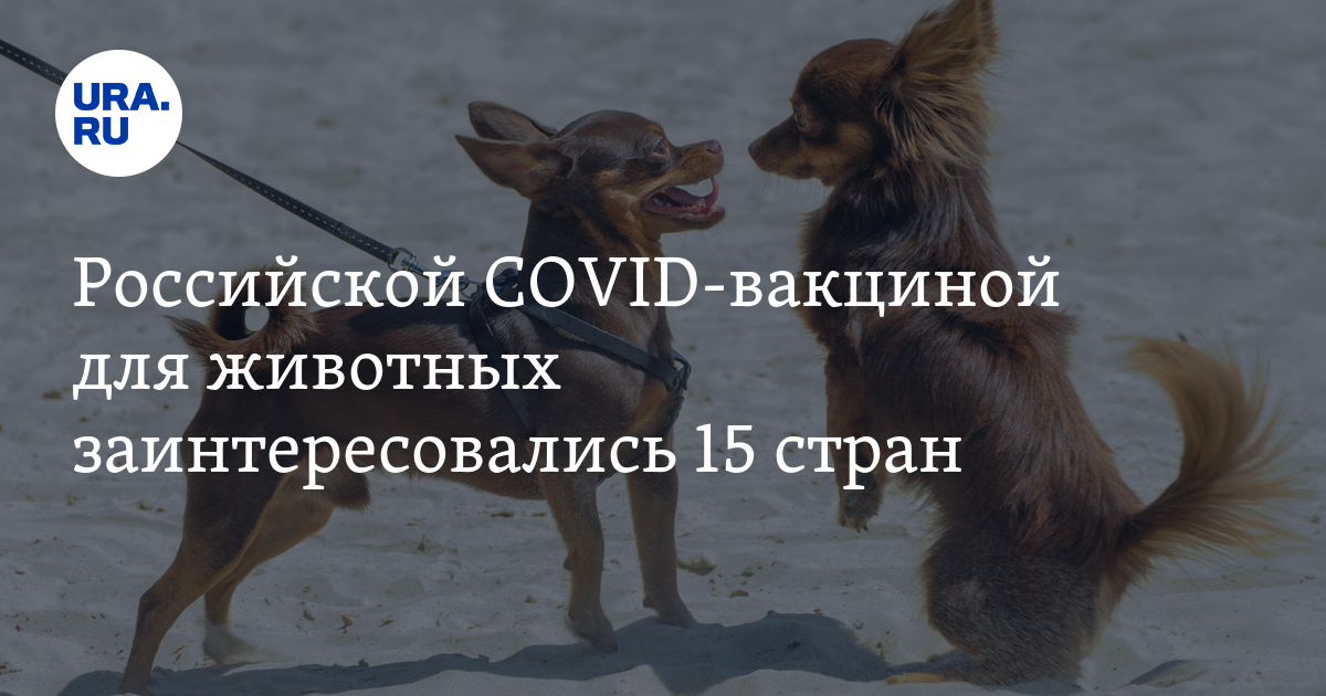 Российской COVID-вакциной для животных заинтересовались 15 стран - Vimarsana News