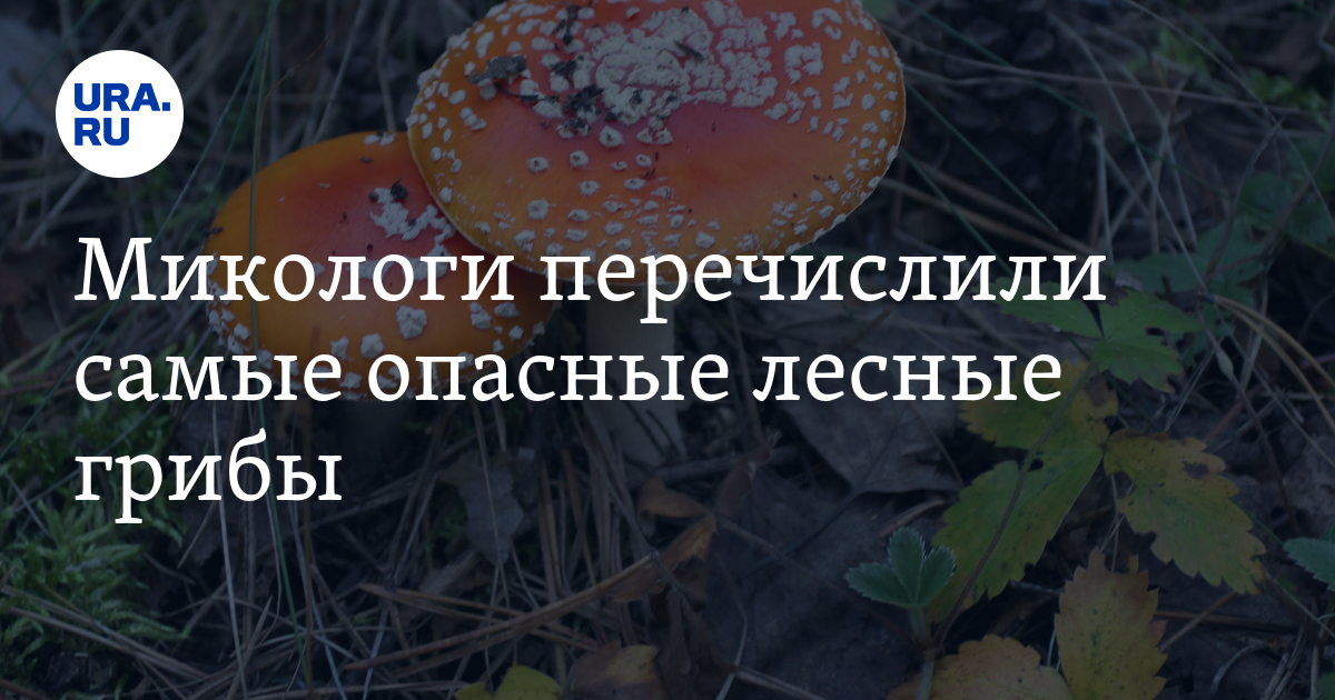 Что изучает миколог
