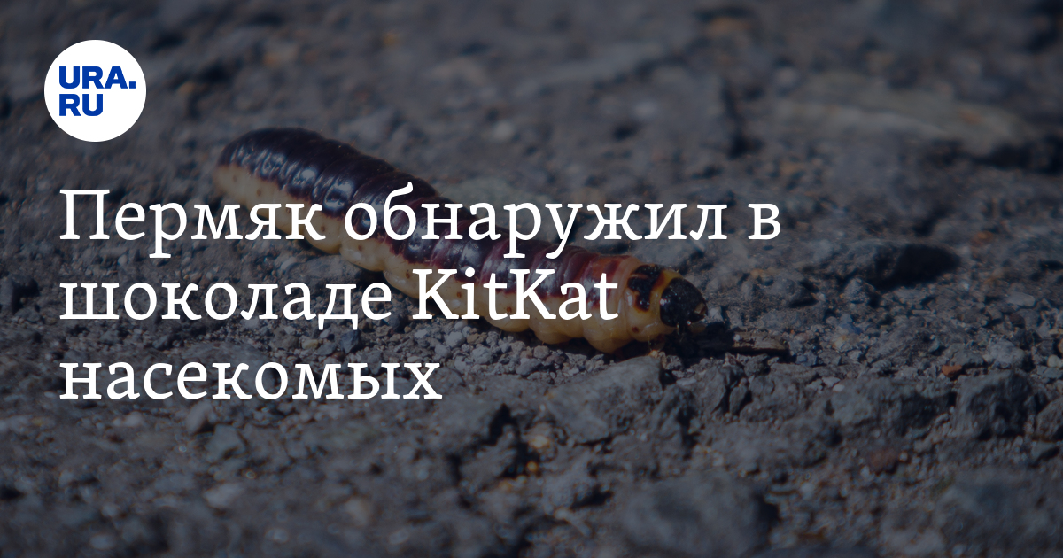 Пермяк обнаружил в шоколаде KitKat насекомых - Vimarsana News