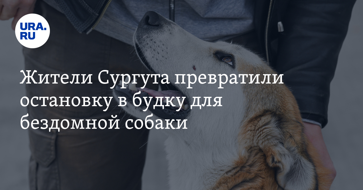 Убрали собак уберите и будку