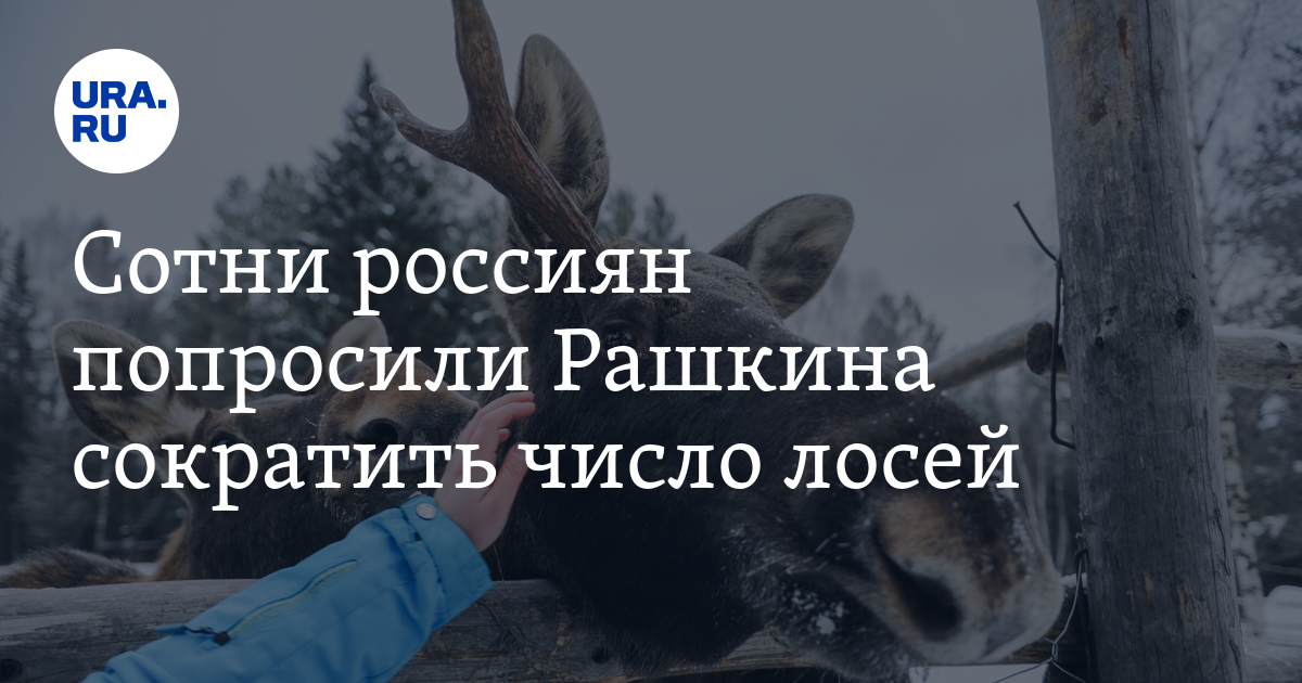 Лось зимой. Лось место обитания. Национальное животное эстонии. Лось описание для детей. Аляскинский лось.