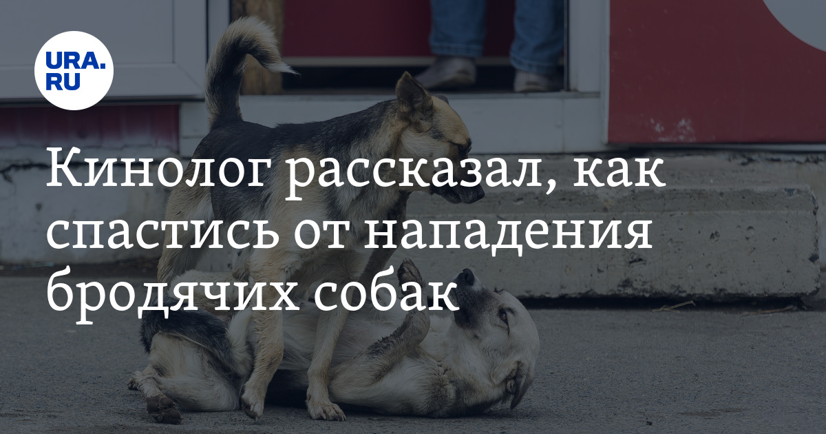 Кинолог рассказал. Ура собака. Правила поведения при встрече с бродячими собаками.